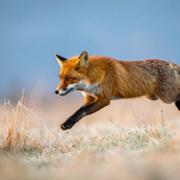 Un renard roux dans la nature. Malgré son allure discrète, le renard possède un répertoire vocal étonnamment varié pour communiquer.&amp;nbsp;© 프피 배, Adobe Stock