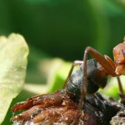 Fourmi&amp;nbsp;Formica rufa.&amp;nbsp;© Makro Freak-&amp;nbsp; CC BY-SA 2.5