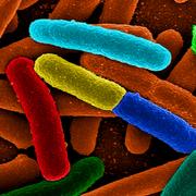 Bactéries Escherichia coli. © Mattosaurus, Domaine public