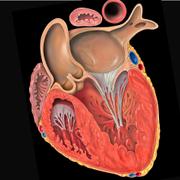 Coupe frontale dans le ventricule gauche du cœur humain. © Patrick&nbsp;J. Lynch - CC BY-NC 2.5