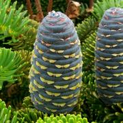 Cônes de Sapin de Corée (Abies koreana). © Lestat (Jan Mehlich), CC by-nc 3.0