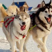 Course dans le grand nord. © Andrey Nagaycev - CC BY-NC 2.0