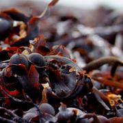 Algues rouges. © Vincent, Wikimedia Commons, CC by-nc&amp;nbsp;2.0