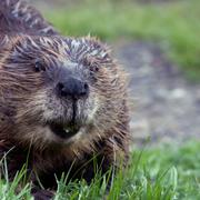 Castor préparant son habitat. © Lois Elling, Flickr, CC by-nc&amp;nbsp;2.0