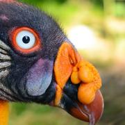 Le sarcoramphe roi ou vautour pape (Sarcoramphus papa) est un rapace. © Olaf Oliviero Riemer,&amp;nbsp;CC by-nc&amp;nbsp;3.0