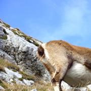 Bouquetin.&amp;nbsp;© Teelevision, Wikimedia commons, DP