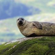Le Hourdel abrite la plus importante colonie de phoques veaux marins en France.&amp;nbsp;© Charlesjsharp, Wikipedia, CC by-sa 4.0
