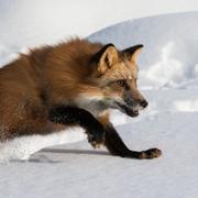 Renardeau roux. © Outward bound, Flickr, CC by-nc 2.0 