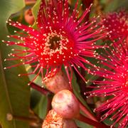 Fleurs d&#39;eucalyptus utilisées dans les parfums. © Sydney Dawg - CC BY-NC 2.0