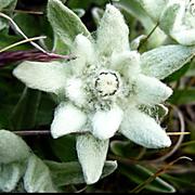 L&#39;edelweiss est une fleur des montagnes fascinante. © Buster Brown, CC by-nc 3.0