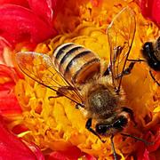 La pollinisation est un service écologique gratuit, profitons-en ! Ici, des abeilles. © Daniyal62, CC by-nc 2.0