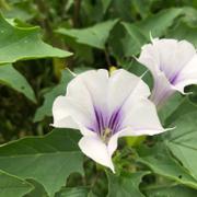 La datura, une plante très toxique aux effets hallucinatoires. © kcyuki, iNaturalist