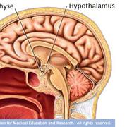 L'hypothalamus est une zone du&nbsp;cerveau qui interagit étroitement avec l'hypophyse. © Mayo