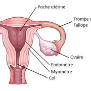 L'utérus est un organe du système reproducteur féminin, prévu pour recevoir l'embryon et permettre son développement. © DR