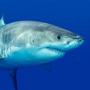 Les orques sont de puissantes créatures, capables de s&#39;en prendre à un grand requin blanc ou même à une baleine. © Steven Surina