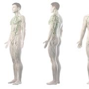 Le système lymphatique transporte la lymphe. © Sebastian Kaulitzki, Fotolia