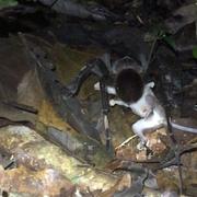 Une mygale du genre Pamphobeteus s&#39;attaquant à un opossum, du genre Marmosops, dans la forêt amazonienne le 18 novembre 2016, peu avant minuit. © Maggie Grundler, Amphibian &amp; Reptile Conservation, 2019