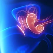Le catarrhe tubaire est lié au mauvais fonctionnement de la trompe d’Eustache, qui relie l’oreille moyenne aux voies aériennes. © CLIPAREA l Custom media, Shutterstock