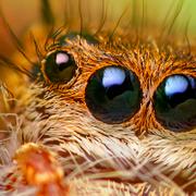La macrophotographie a le don de faire ressortir la beauté des araignées, comme ici Phidippus princeps, une araignée sauteuse d&#39;Amérique du Nord. © Thomas Shahan, Flickr, CC By-NC-ND 2.0