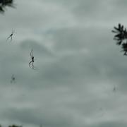 Le phénomène de « pluie d&#39;araignées » est parfaitement naturel et se produit lors des périodes de fortes chaleurs et d&#39;humidité. © Kevin Anderson, Flickr, CC By-NC-SA 2.0