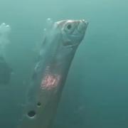 Des plongeurs ont réussi à filmer leur&amp;nbsp;rencontre avec un poisson-ruban qui vit habituellement dans les profondeurs de&amp;nbsp;l&#39;océan. © Chengruwang, Instagram