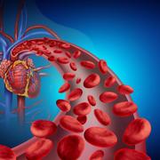 Les baroréflexes sont des mécanismes permettant de maintenir la pression artérielle à des niveaux appropriés et assurer un apport sanguin adéquat aux organes vitaux.&amp;nbsp;©&amp;nbsp;freshidea, Adobe Stock&amp;nbsp;