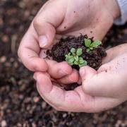 Semis. © Myriams-Fotos, Pixabay, DP