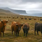 Les vaches férales de l’île Amsterdam (océan Indien), terre australe française. © Vaches de l&#39;Ile Amsterdam. Image IA générée avec ChatGPT