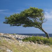 En Provence, de nombreux arbres sont torturés par le mistral. Le vent peut souffler avec des pointes à plus de 100 km/h plusieurs jours d&#39;affilée. © rkris, fotolia