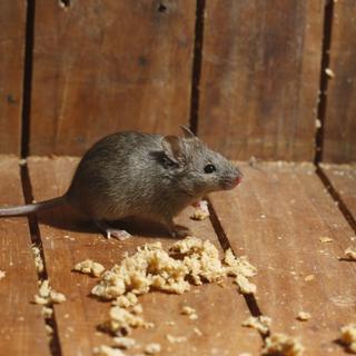 Après une thérapie génétique, des souris ont retrouvé l&#39;usage de leurs pattes arrières. © Erni, Adobe Stock