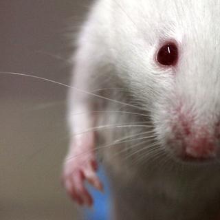 Quarante souris ont été envoyées dans l&#39;espace pour étudier l&#39;atrophie musculaire en micropesanteur. © Rama, CC by-sa 2.0