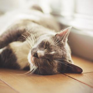 Cette mimique serait l'équivalent d'un sourire félin, d'après les chercheurs. © Valeri Vatel, Adobe Stock