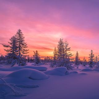 En Alaska, l'hiver, il fait froid. Enfouies dans le sol gelé, les grenouilles des bois devraient logiquement mourir. Mais non, car elles ont inventé l'antigel. © Olonkho, Fotolia