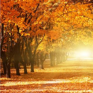 A luz do outono é particularmente bonita, mesmo que os dias estejam cada vez mais curtos. © ver0nicka, Shutterstock