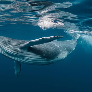 Illustration d'un baleine dont l'urine stimule les phytoplancton. © Craig Lambert Photo, Adobe Stock