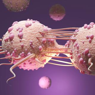 Le «&nbsp;dédoublement du génome entier&nbsp;» est commun à environ 30 % de tous les cancers humains.&nbsp;© Steven, Fotolia