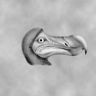 The Dodo and its Kindred, dessin de H. E. Strickland (1848). © Domaine public