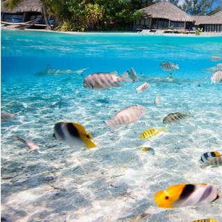 Lagoa no Taiti. © Iha