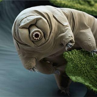 Tardigrade vu au microscope. © Eye of Science