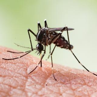 Moustique de l'espèce Aedes aegypti, vecteur commun de maladies. © frank29052515, Adobe Stock.