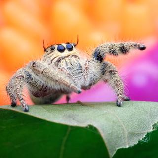 Les salticidae, ou araignées sauteuses, font partie des rares araignées à se servir principalement de leurs yeux pour chasser. En contrepartie, elles ne tissent quasiment pas de toile.&nbsp;©&nbsp;itthipol13711723, Adobe Stock