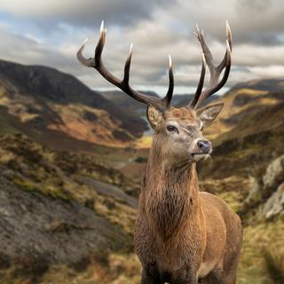 Cerf élaphe&nbsp;majestueux représenté sur les gravures retrouvées. © veneratio, Adobe Stock