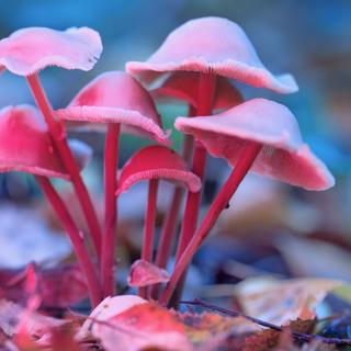 Cogumelos contendo psilocibina. © Sergei, Adobe Stock 