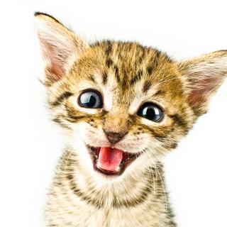 Ne vous fiez pas à leur mignonne petite tête. Les chats peuvent contenir le parasite responsable de la toxoplasmose, une infection souvent bénigne, mais qui peut être très dangereuse pour les fœtus et pour les personnes immunodéprimées. © Sergiu Bacioiu, Flickr, cc by nc 2.0