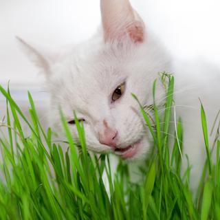 Os gatos comem principalmente grama para vomitar os pelos que engolem enquanto vão ao banheiro. © mironovm, Fotolia