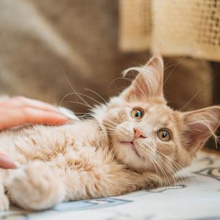 Les chats feignent-ils de ne pas nous comprendre ? Selon une étude japonaise,&nbsp;les chats seraient capables d'associer un mot à un objet.&nbsp;© Bruev, Getty Images