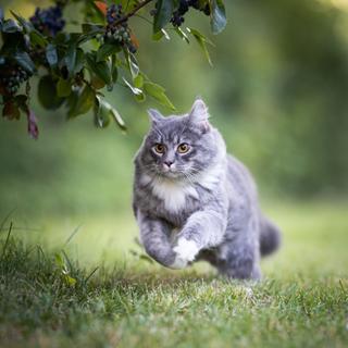 Le génome du chat pourrait permettre de déchiffrer celui de l'humain. © FurryFritz, Adobe Stock