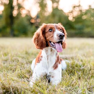 Um cão atento às palavras do seu dono, ilustrando a sua capacidade de perceber a entonação e associar certas palavras a emoções ou ações. © Eliška, Adobe Stock