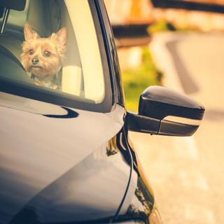 Il est extrêmement dangereux pour la santé de votre animal domestique de le laisser seul dans une voiture en été, même si c’est à l’ombre et avec les vitres entrouvertes. © Tomasz Zajda, Fotolia