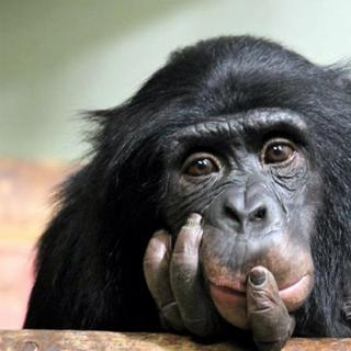 Na classificação científica, o chimpanzé é denominado Pan troglodytes. © bochechas, Adobe Stock